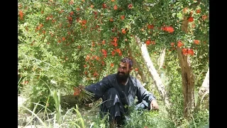 Kandahar Arghandab Afghanistan, fruits Gardens