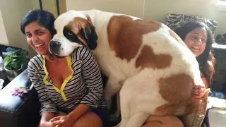 When Your Big Dog Thinks He's a Lap Dog! 🤣 Funny Dog and Human