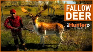 FALLOW DEER - theHunter Classic