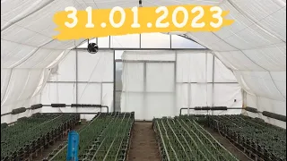 Початок мого другого сезону тюльпанів🥈Огляд всіх сортів🌷Вигонка тюльпанів 31.02.2023