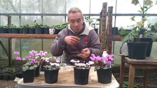 how to germinate cyclamen seeds Part 1