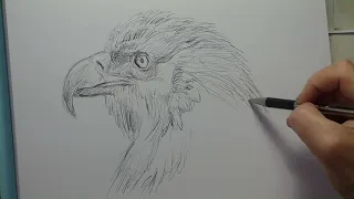 WHITE-TAILED SEA EAGLE ( Haliaeetus albicilla) DRAWING