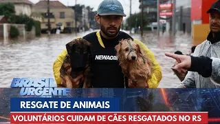 Voluntários fazem resgate de animais em enchentes no RS | Brasil Urgente