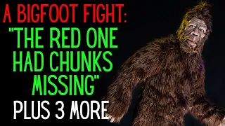 A Bigfoot With Chunks Missing Off Of Him - A Fight Loser? Plus 3 more Encounters