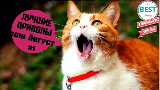 ЛУЧШИЕ ПРИКОЛЫ 2019 Август #1 ржака угар ПРИКОЛЮХА ЛУЧШЕЕ