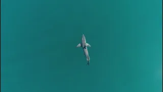 Испания жағалауында акула көбейіп барады