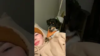 Puppy Becomes Sassy After Rejected Kiss