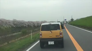 長良川沿い桜並木ドライブ ドラレコ三重県から岐阜県