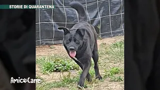 Storie di quarantena - Amico cane