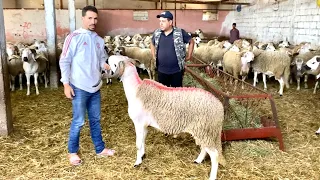 الجزء1️⃣:الجديد و الحصري❤️ضيعة ولاد بندريس ترحب بالزوار🏆حولي العيد بأحجام خيالية🐏جولة شاملةفالضيعة