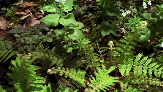 y2mate com   planeta tierra increible paisaje de la naturaleza hd 1080p FmBlDrbWAHA 1080p