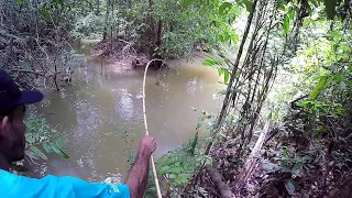 PESCARIA DE TRAIRA NO IGARAPÉ NO MEIO DA FLORESTA... pescaria