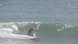 Kelly Slater surfing Medewi point break with 3 -. 5 ft, 23 September 2020