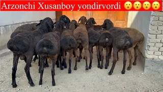 Qirg’izston Qo’ylari shunchalik Arzonlatib yuboryapti bu Arzonchi Xusanboy NEGA