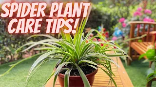 Common Causes of Brown Tips In Spider Plant And How To Fix Them | Spider Plant Care Tips! |