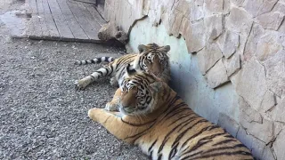 Как молодой тигр умывал девочку-тигрицу!❤😊