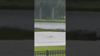 Sharknado in Florida 🦈