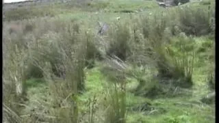 Hunting with Finnish Goshawks over Wirehaired Vizslas