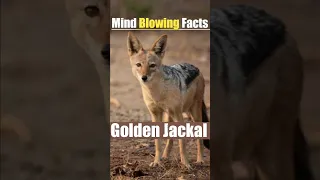 "Mind-Blowing Facts About Golden Jackals!" #shorts #ytshorts