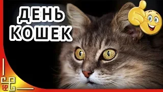 Кошки.1 марта Международный день кошки. Видео открытка на день кота