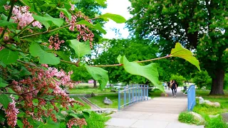 Most beautiful place.  Nuremberg  City Park