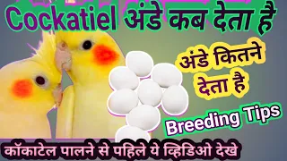 Cockatiel Andey Kab Dete Hain | Cockatiel Ande kab kaise kitane deta| Cockatiel Laying Eggs Symptoms