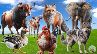 Amazing Sounds of Familiar Animals: Goose, Elephant, Bull, Calf, Fox, Hen | Animal Paradise