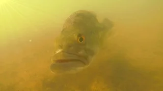 Underwater Footage - SPAWN - Bass Fishing on Beds