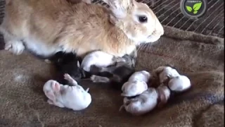 Care of Pregnant and Delivered Rabbit and Newly Born Kittens