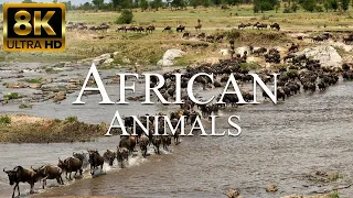 African Animals 8K ULTRA HD | Wildlife of African Savanna | Great Wildebeest Migration