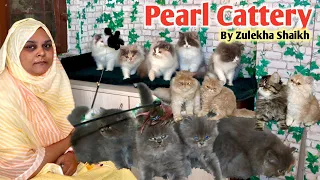 High Quality Persian Cat's At Pearl Cattery