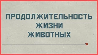 Edu: Продолжительность жизни животных