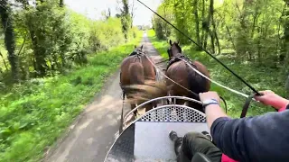 ATTELAGE JEUNES CHEVAUX