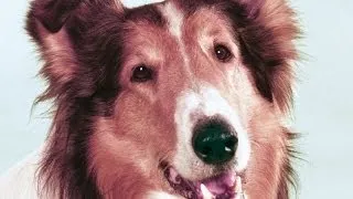 LASSIE trailer