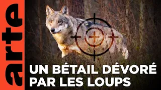 Jura, qui a peur du loup ? | ARTE Regards