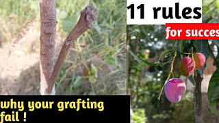 why your grafting fail | 11 rules for best result | 100%successfully | adnan's grafting