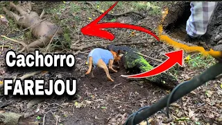 O CACHORRO sentiu o cheiro e encontrou um HOMEM enterrado nos fundos da FAZENDA (JACK charles)