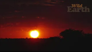 WildEarth - Sunset - 19 January 2021