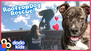 Rescuers Have No Idea How This Dog Got Stuck On A Roof! | Rescued! | Dodo Kids