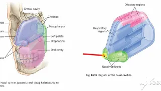 Nasal Cavity site & parts