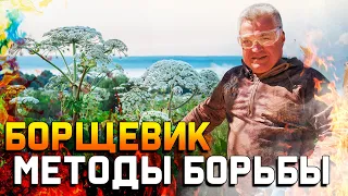 Борщевик - как избавиться от него навсегда?  Главные методы борьбы на практике