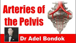 Arteries of the Pelvis, Dr Adel Bondok