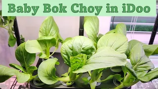 Baby Bok Choy in iDoo 8-pod hydroponics system