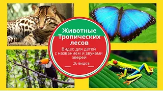 Животные тропических лесов для детей Rainforest animals sound and name