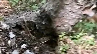 "The Sasquatch Highway Documentary" Footprints Everywhere, Many Captured, Alien Scum, Watch Whole V