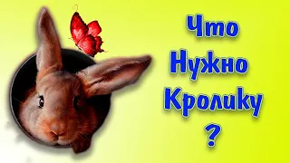 Что купить для кролика кроме клетки? Обзор вещей для кролика