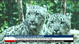 Doi leoparzi ai zăpezii au fost aduşi din Anglia la Zoo Brașov