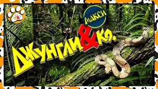 ДЖУНГЛИ и КО Деагостини ВСЯ КОЛЛЕКЦИЯ 🐍🐍🐍