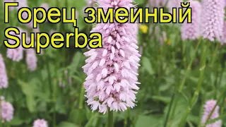 Персикария/горец змеиный Суперба. Краткий обзор, описание характеристик persicaria bistorta Superba