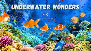 Relaxation Guaranteed. Stunning Underwater views in 4K